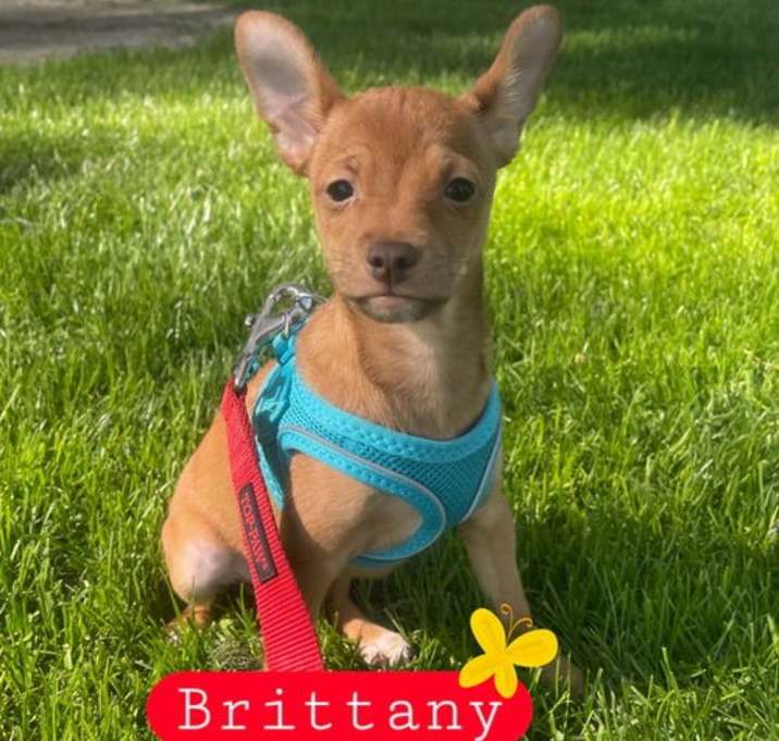 Photo of Brittany