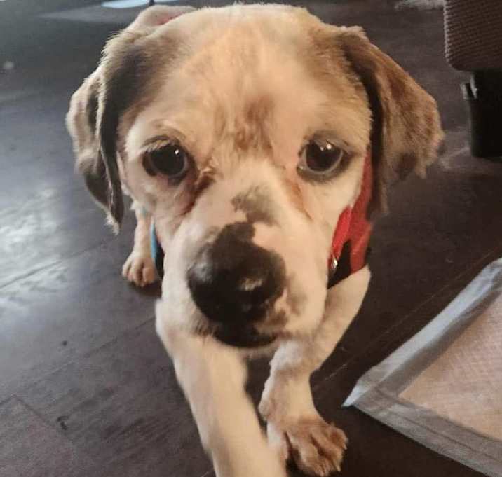 Photo of Sammy