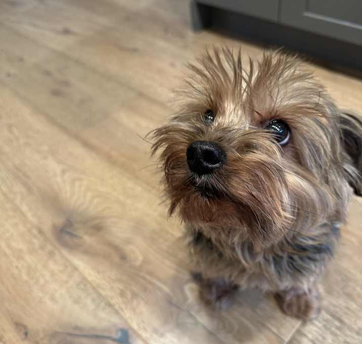 Photo of Coco