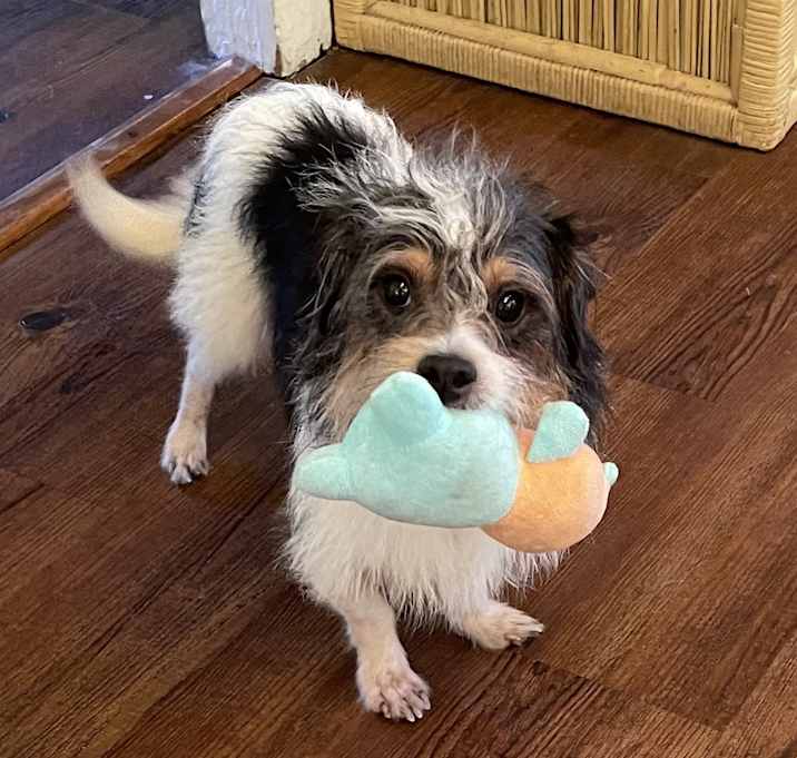 Photo of Henry