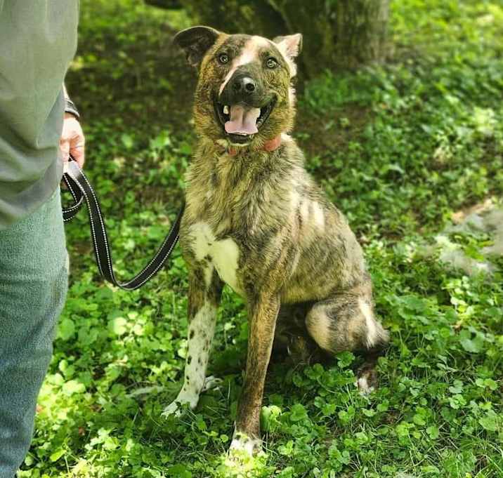 Photo of Brutus