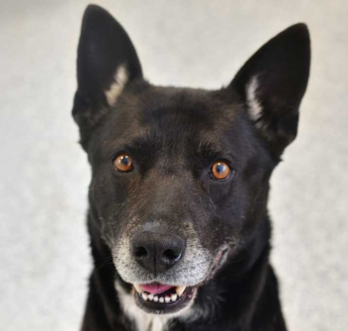 Photo of Festus 