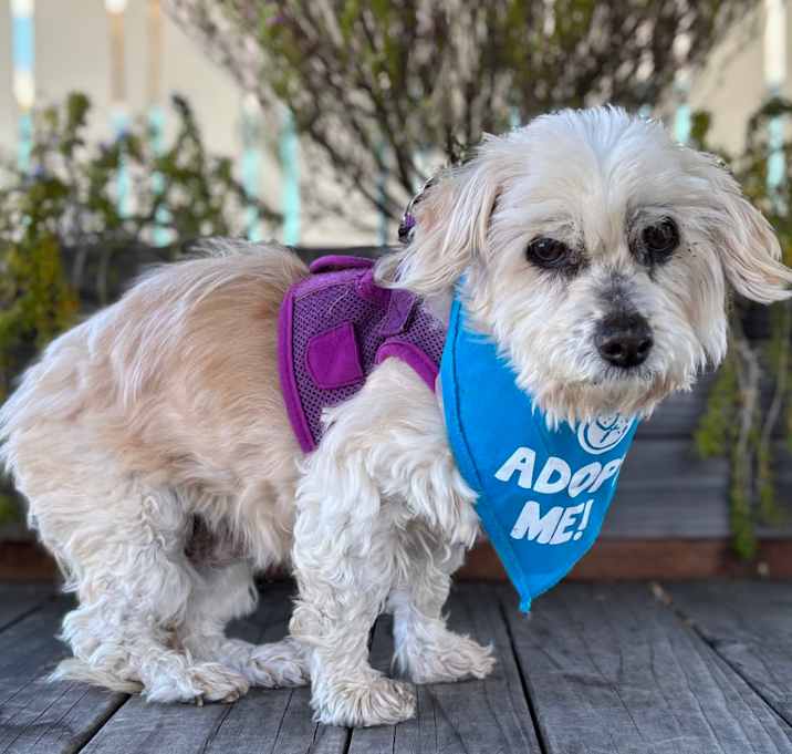 Photo of Violet