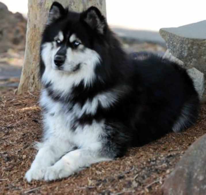 Photo of Oso