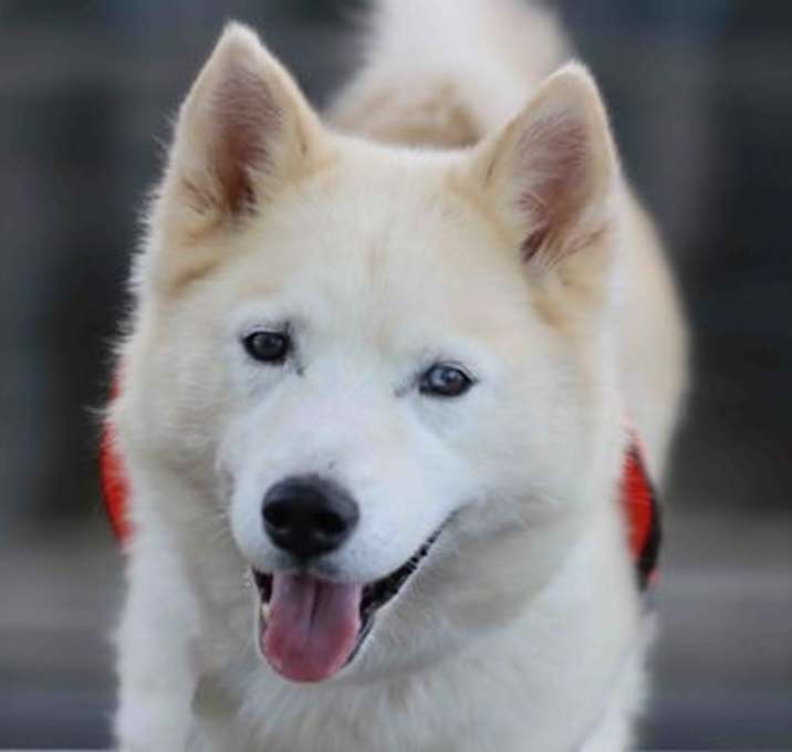 Photo of Tundra