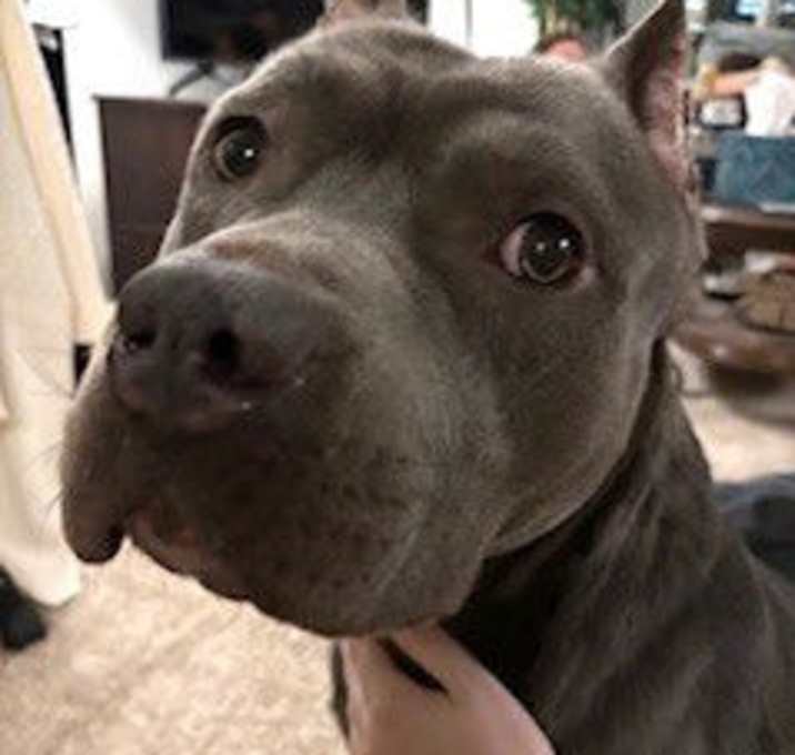 Photo of Moose