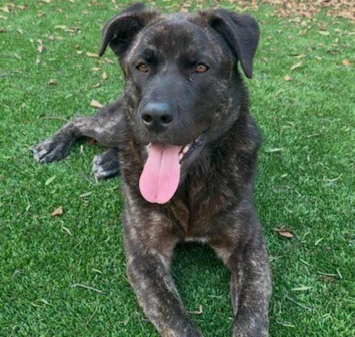 Photo of Rufus