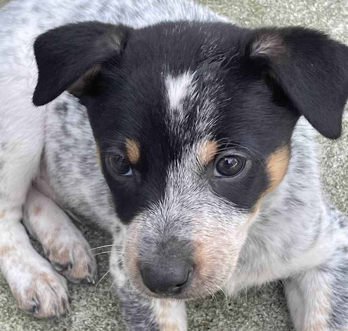 Photo of Charlie Brown