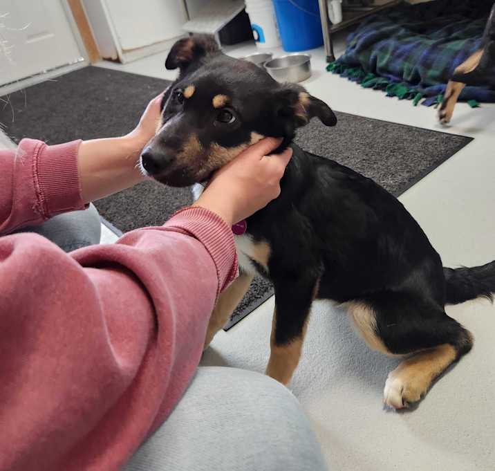 Photo of Penny