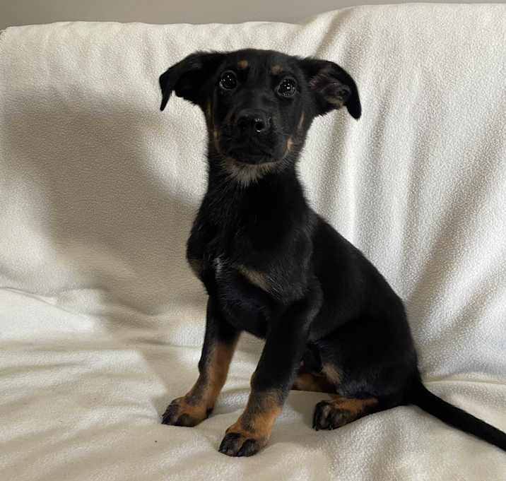 Photo of Ranger