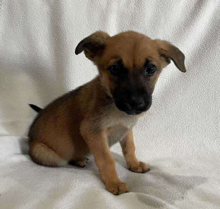 Photo of Tinker