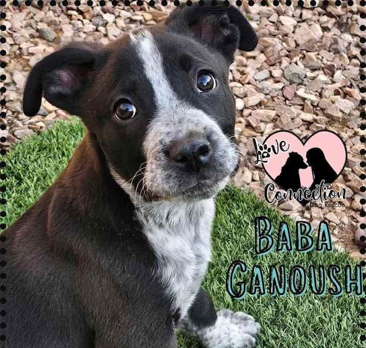 Photo of Baba Ganoush