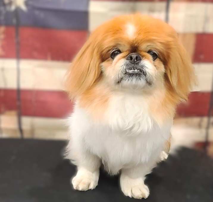 Photo of CoCo-ADOPTION PENDING
