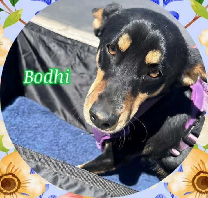 Photo of BODHI Bumble