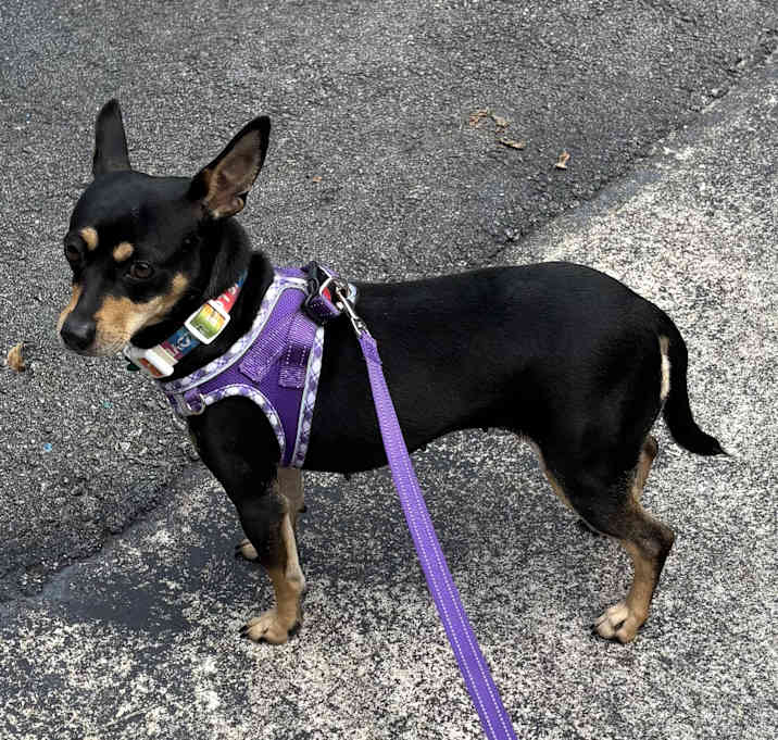 Photo of SASHA