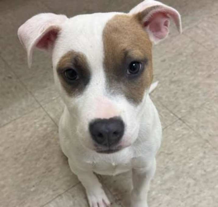 Photo of Dumplin-IN FOSTER
