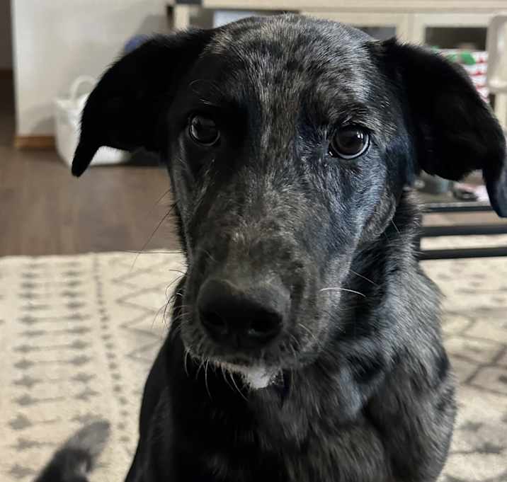 Photo of Millie
