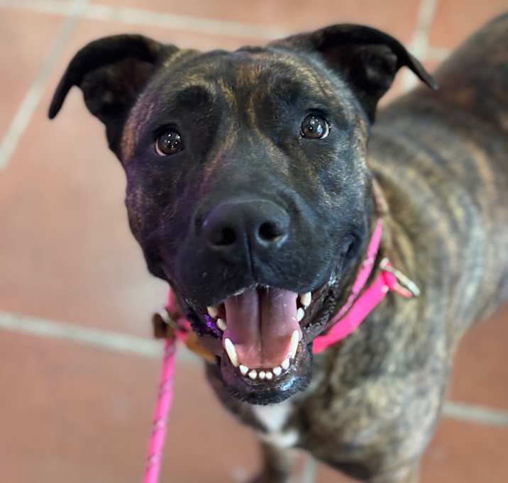 Photo of Lucy A2190384