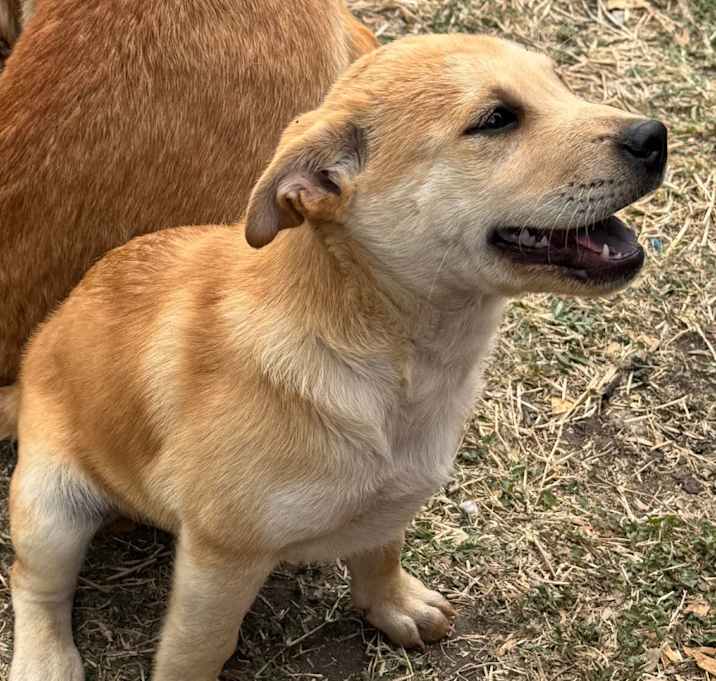 Photo of Comet