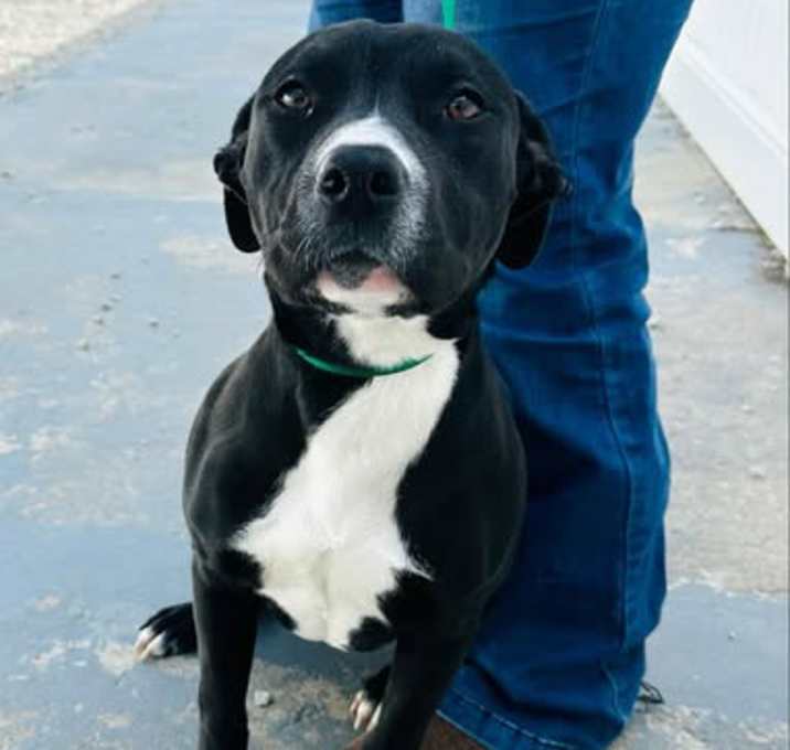 Photo of Josie