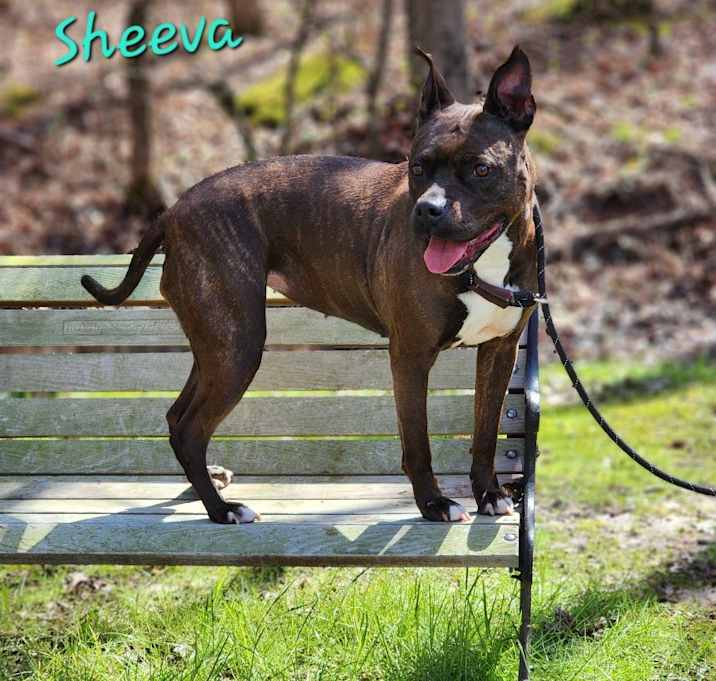 Photo of Sheeva