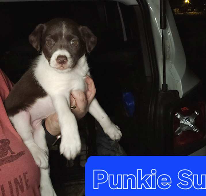 Photo of Punkie Sue