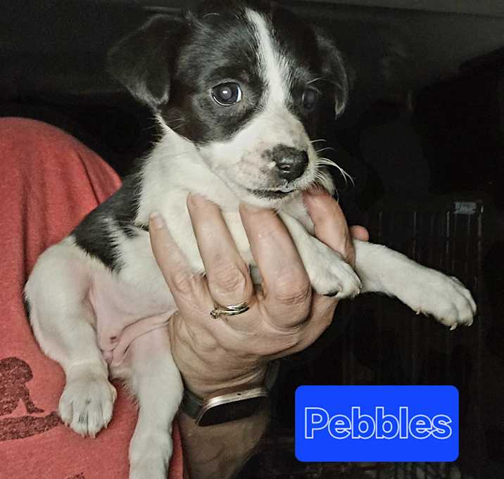 Photo of Pebbles