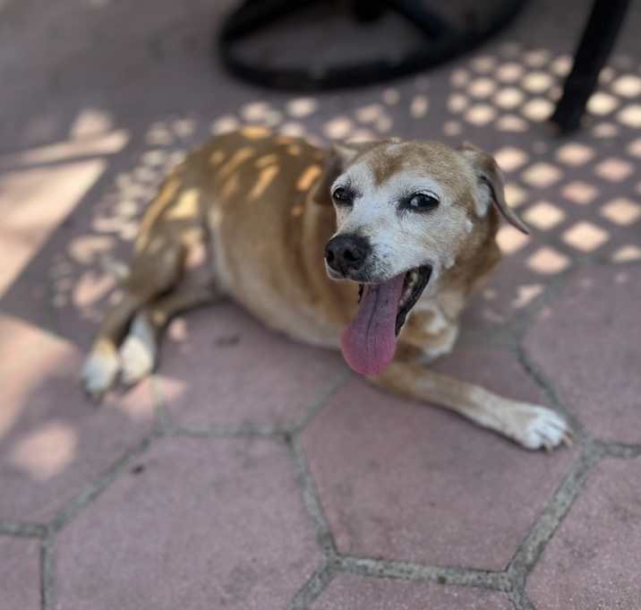 Photo of Gertie