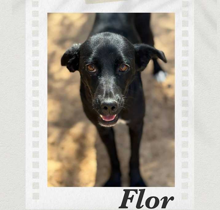 Photo of Flor