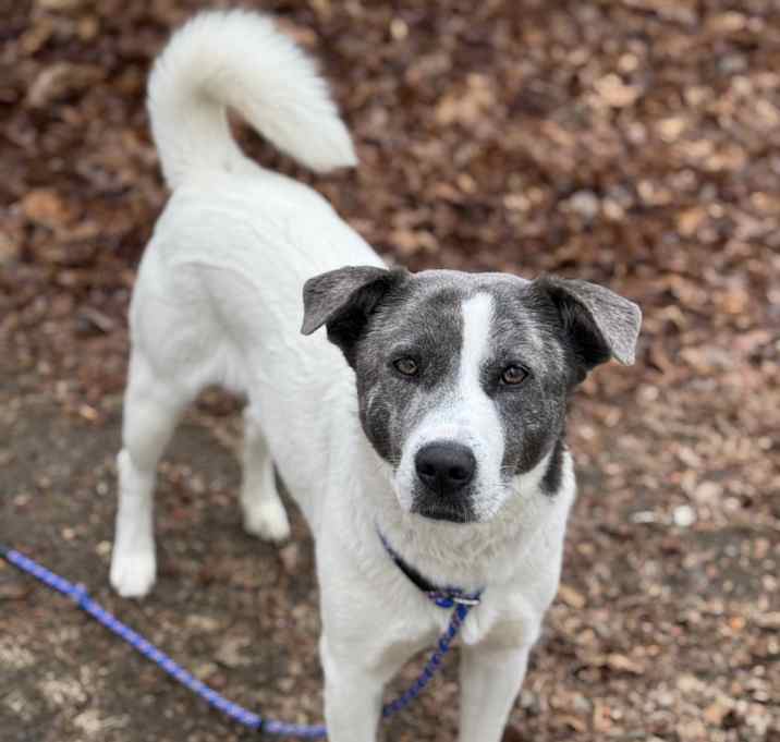 Photo of Willow