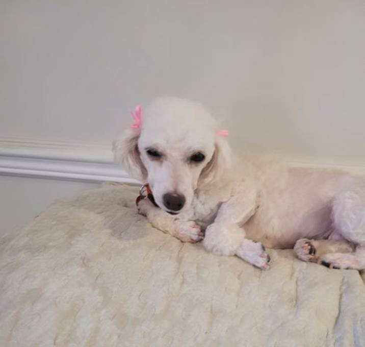 Photo of Pippy