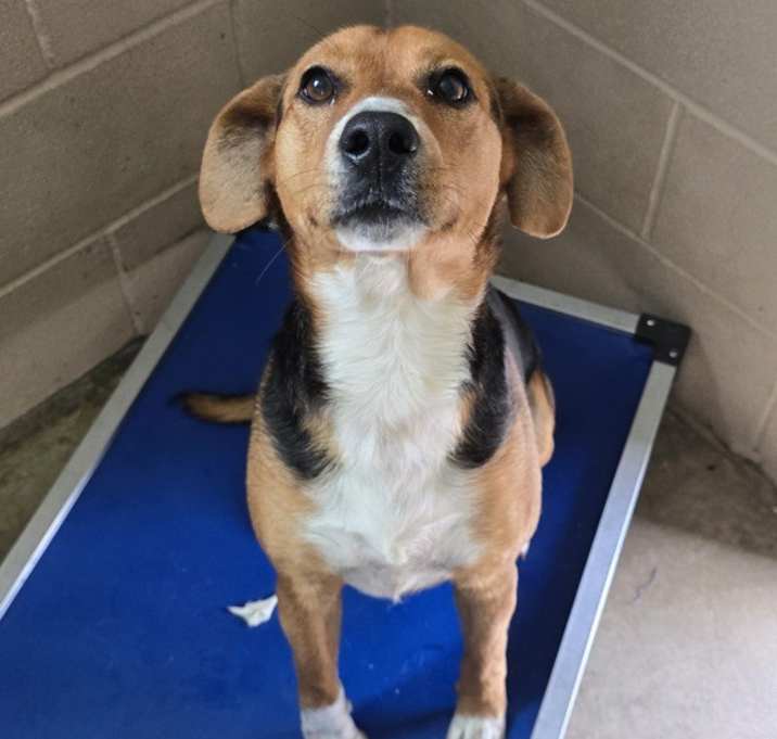 Photo of Sarge