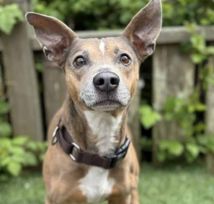 Photo of Alfie