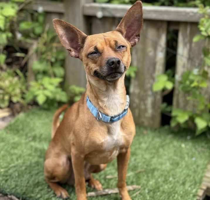Photo of Simba