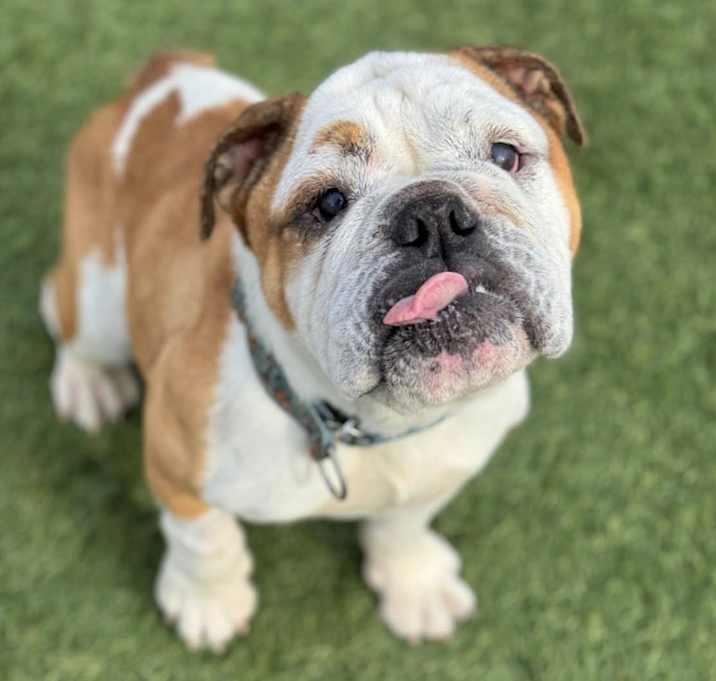 Photo of Abby