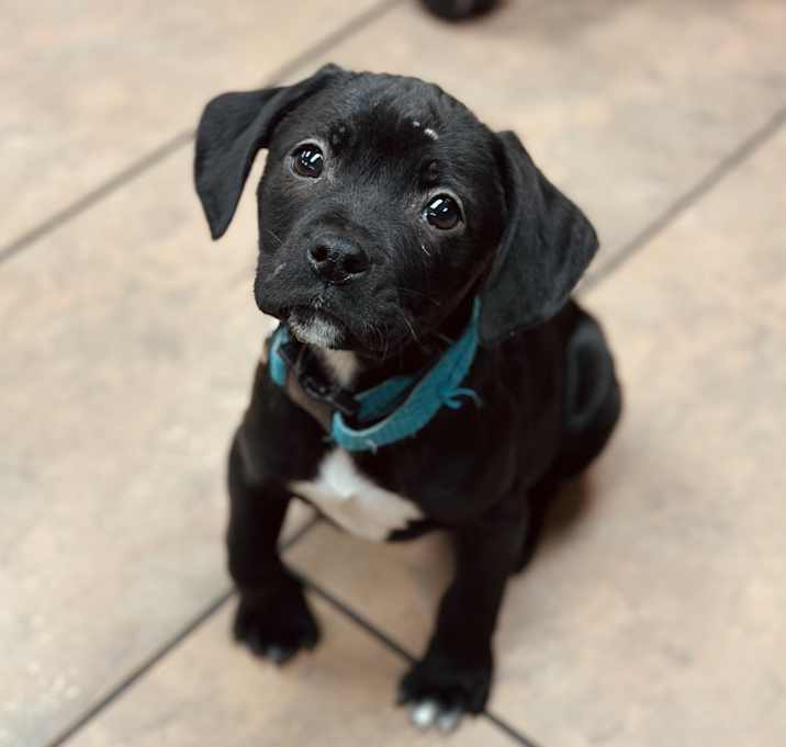 Photo of Obie