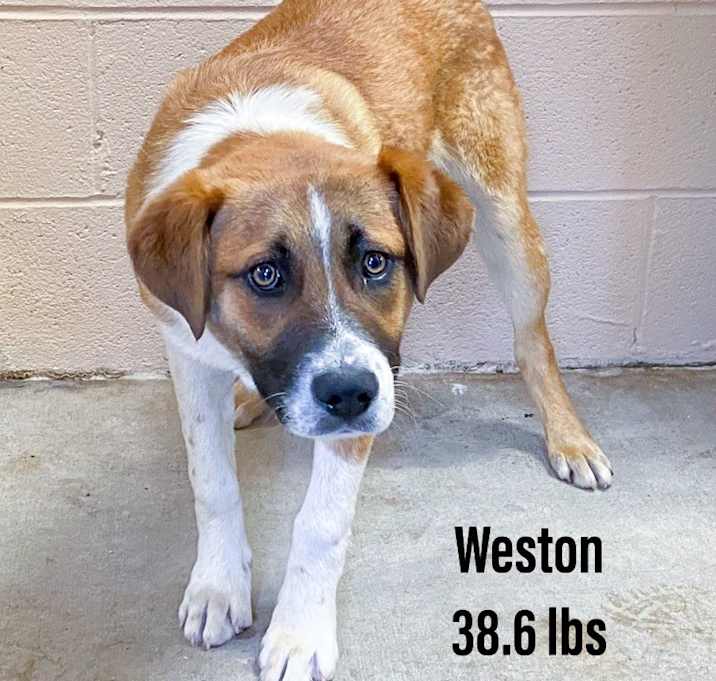Photo of Weston