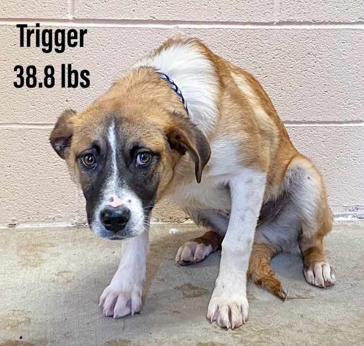 Photo of Trigger