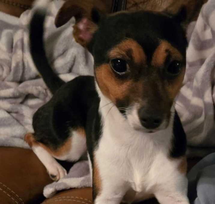 Photo of Willow