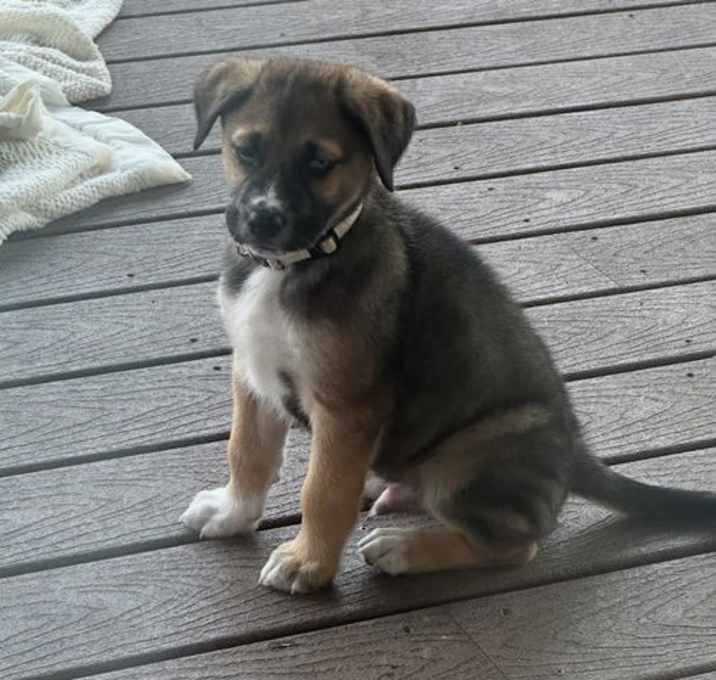 Photo of Nugget