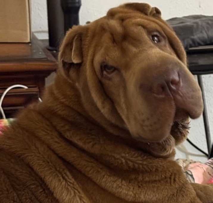 Photo of Canela