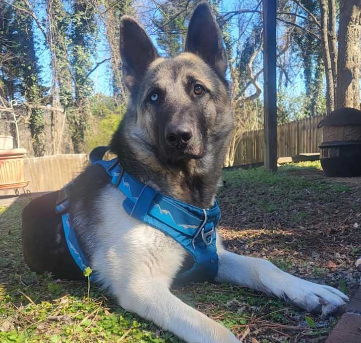 Photo of Rollo