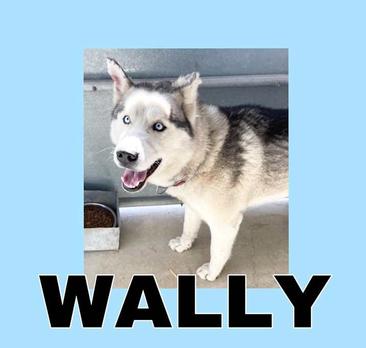 Photo of WALLY - $0 Adoption Fee!