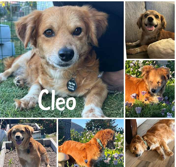 Photo of Cleo