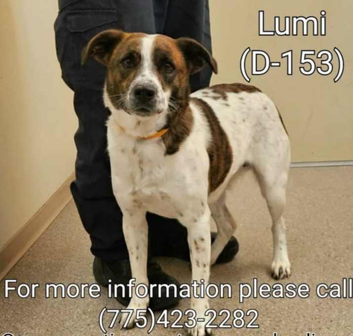 Photo of Lumi