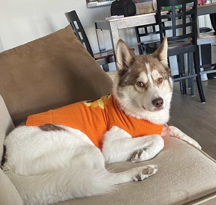 Photo of Archie