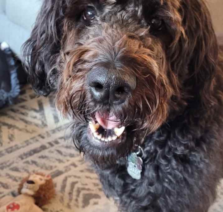Photo of Bodhi