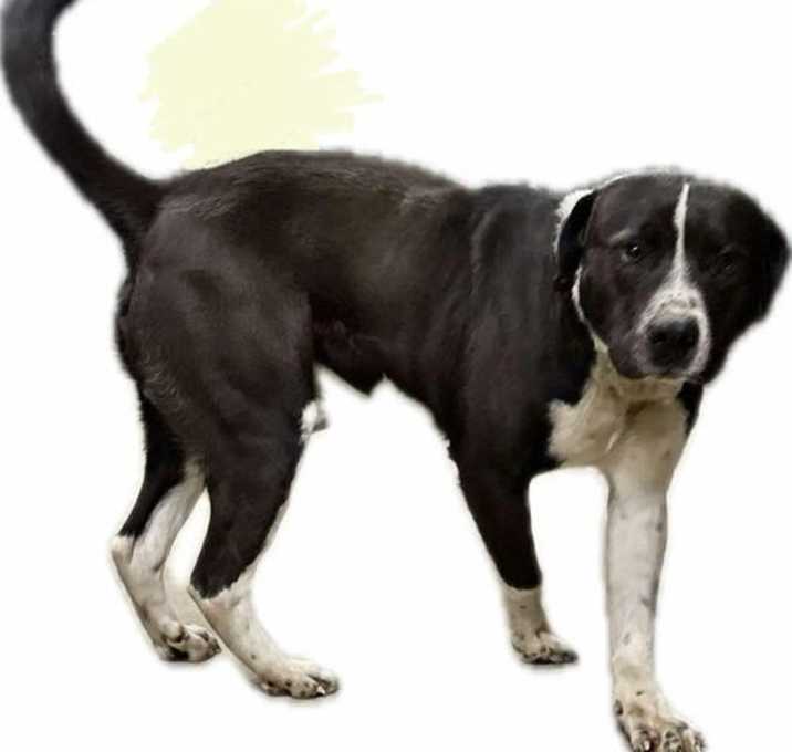 Photo of Hutch