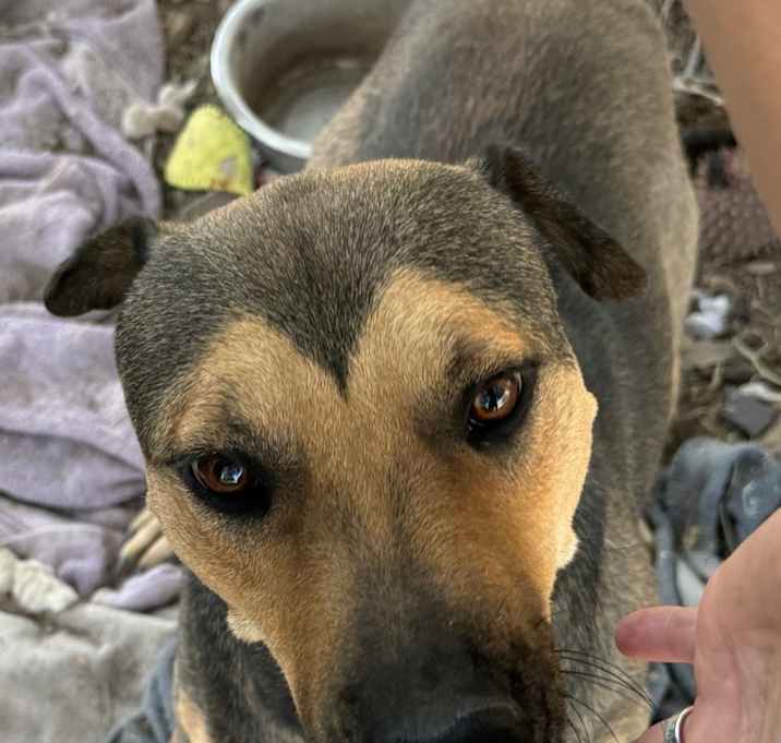 Photo of Milo