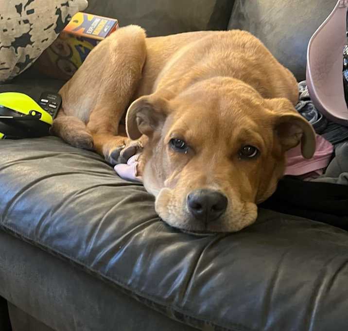 Photo of Scooby